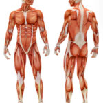 DOULEURS MUSCULAIRES