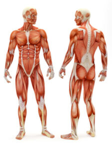 DOULEURS MUSCULAIRES